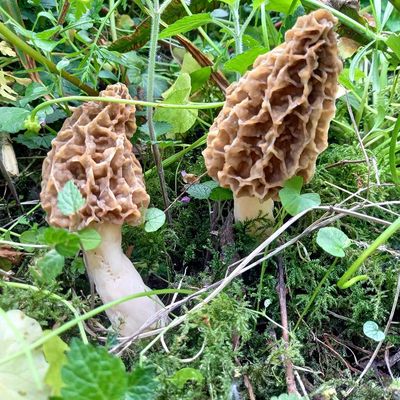 Saison des champignons 2025 : Les meilleures choses ont une fin, les moins bonnes aussi...