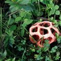 Le clathre d'octobre (champignon fabuleux)