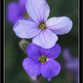 Les premières fleurs de mon jardin