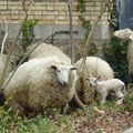 Des Grands Voisins et des moutons à Paris