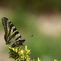 Iphiclides podalirus (Flambé)