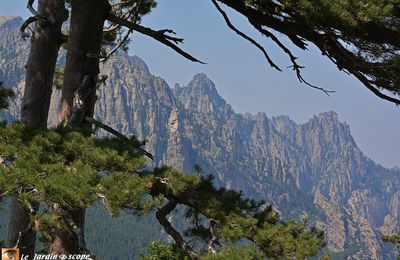 A Bavella, pins laricios aux silhouettes déformées par le vent