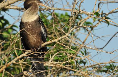 Anhinga d'Amérique (Anhinga anhinga)