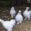 Les poules