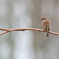 MOINEAU DOMESTIQUE