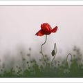 Rouge au front