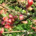 Mon grand père est mort, les bourgeons s'ouvrent 