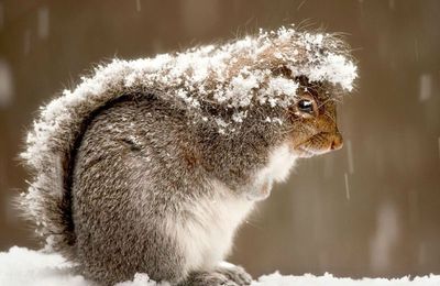 Squirrel in Snow