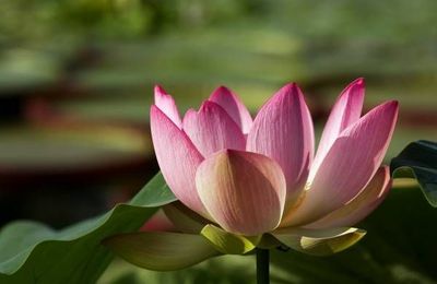 Symbolisme : le lotus