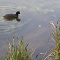 Au bord de l'eau