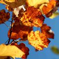 Vallée de Fontenelle - couleurs d' automne