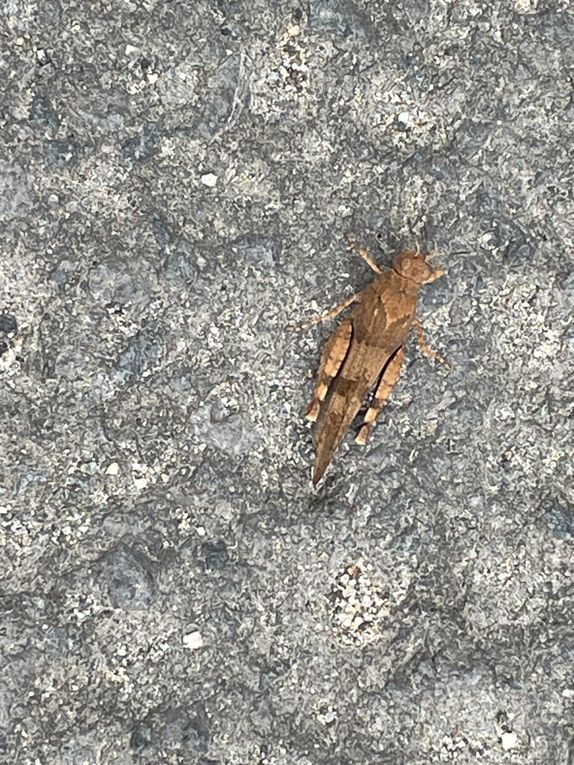 Mardi 23 sept 2025 Mon  diaporama :Flânerie au parc à Cébazat  c'était le 19 sept 2025 grand  soleil 