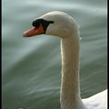 Des ronds dans l'eau