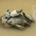 Les tortues de Sakongawa