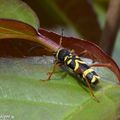 Un insecte attiré par le tas de bois de chauffage...