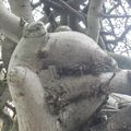 Un arbre très particulier rue de Vern à Rennes le 23 mars 2013 (4)