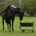 Le tandem à cheval !?!