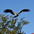 Les rapaces au Puy du Fou.*