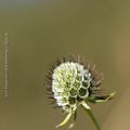 Velue * Teasel