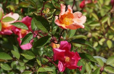 Empereur de Chine: Le rosier 'Chinensis Mutabilis'