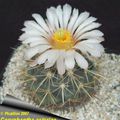 Coryphantha asterias