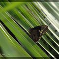 Palmier ou papillon de Guyane