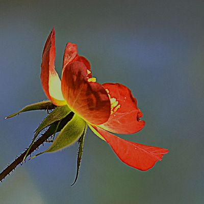 Les fleurs du samedi N°340 du 22-11-25