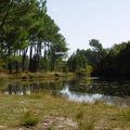 L'Etang du Paludot à LEON (40)....