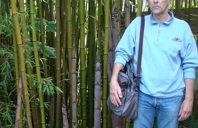 30- Phyllostachys nigra 'Punctata' - Espèces introduites en Nouvelle-Calédonie