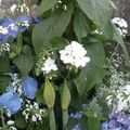 Corbeille, géranium blanc, ortensias, jasmin