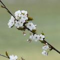 Quelle est donc cette fleur : un air de printemps (2)