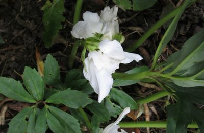 Un petit tour au jardin 