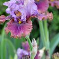 Iris ‘Nelly Tardivier’