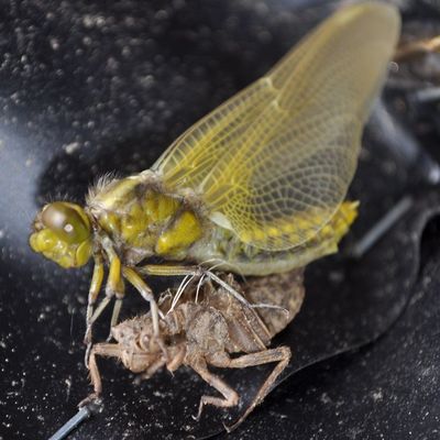Métamorphose de libéllule