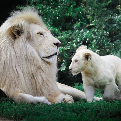 Lion et Lionceau ... Zoo Amnéville