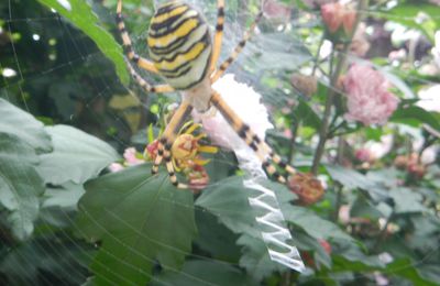 Une araignée à rayures