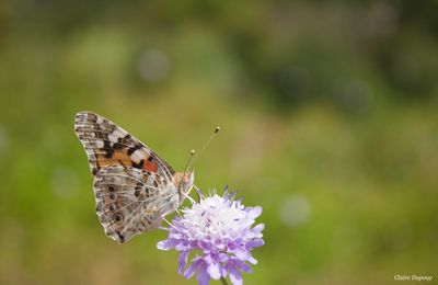 Papillons aoûtiens (Belle dame, Argus bleu, Piéride)