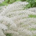 Ses inflorescences blanches apportent une note poétique