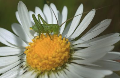 Broute pollen ...