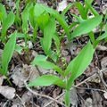 Avril a détruit le printemps