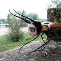 The Atlas Beetle