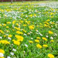 Nature, Fleurs 