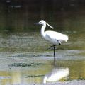 Aigrette garzette