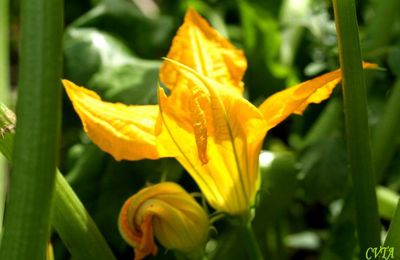 La courgette et sa fleur, cucurbitaceae
