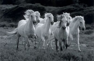 Camargue