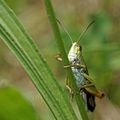 Criquet jacasseur (Chorthippus scalaris)