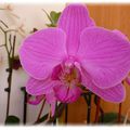  Phalaenopsis rose