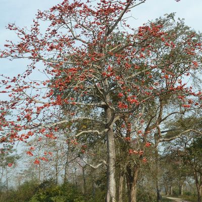 African Tree