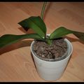 Phal hybride n°10