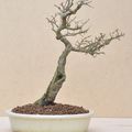 Orme de Chine avec shari - China elm with shari - battu par les vents / fukinagashi